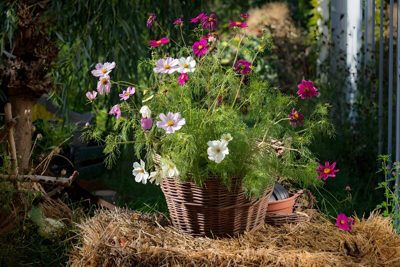 Bunte Blumen im Korb