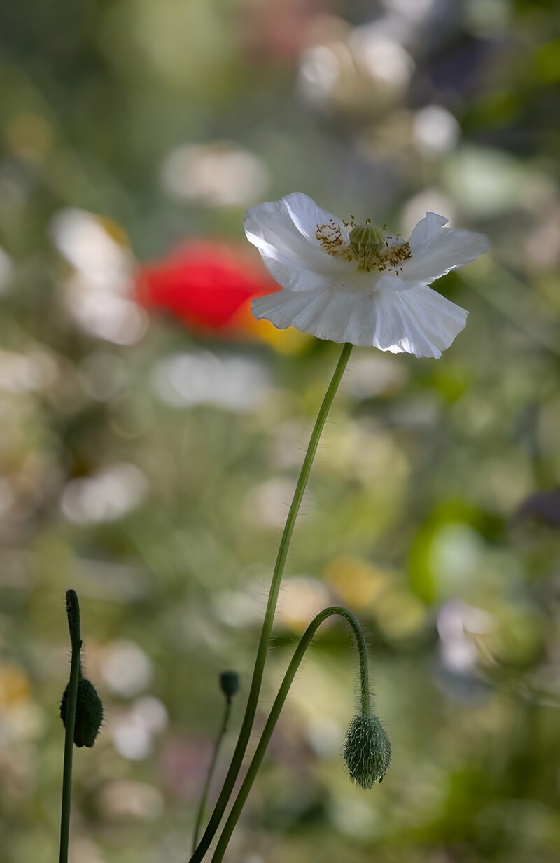 Weiße Mohnblume in voller Blüte