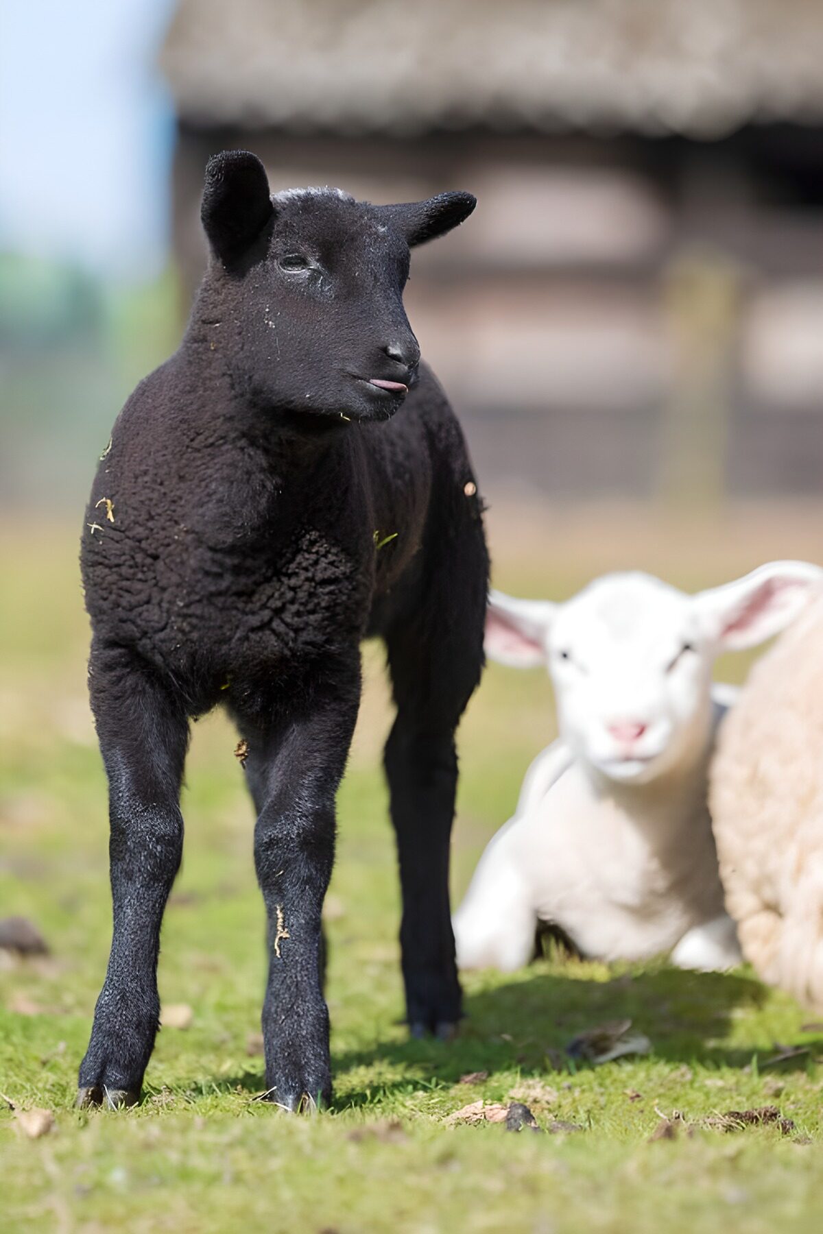 Schwarzes Lamm mit weißen Freunden