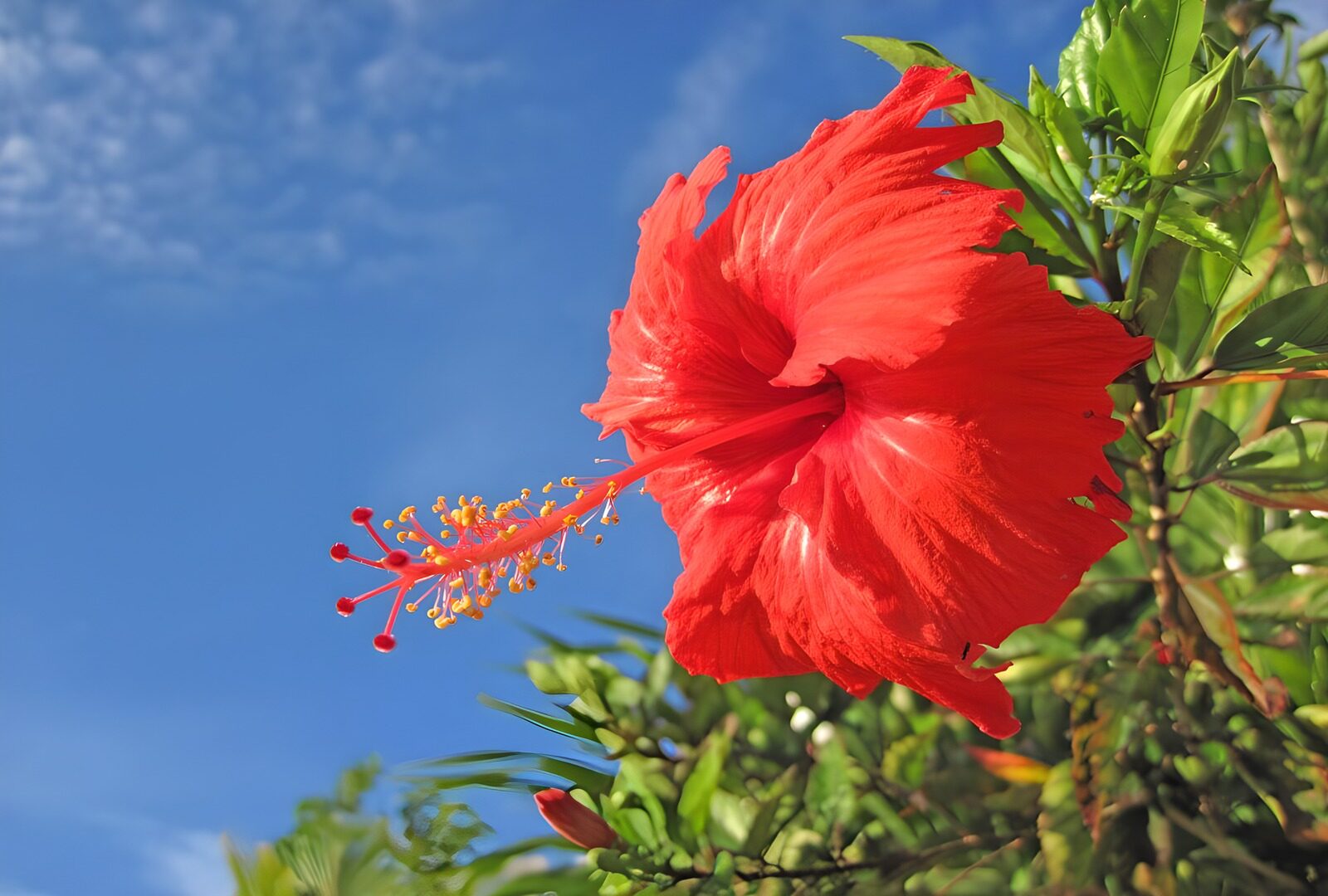 Rote Hibiskusblüte im Sonnenlicht