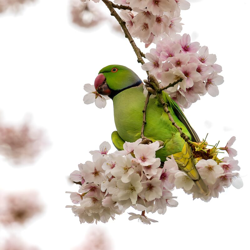 Grüner Papagei in blühenden Kirschblüten