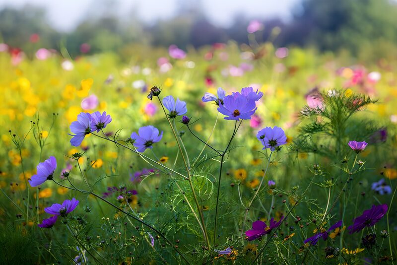 Bunte Blumenwiese im Frühling