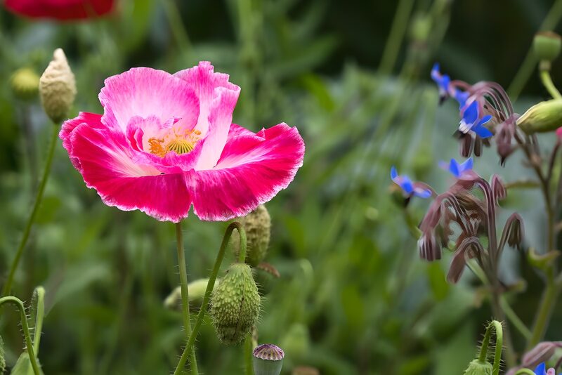 Bunte Mohnblüte im Garten