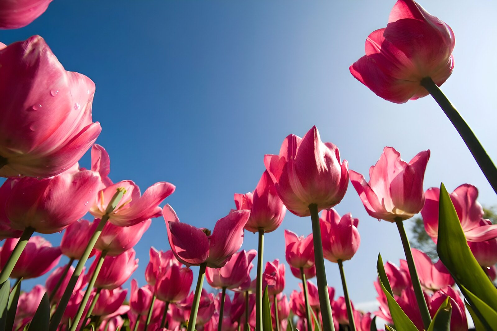Pinke Tulpen im Sonnenschein
