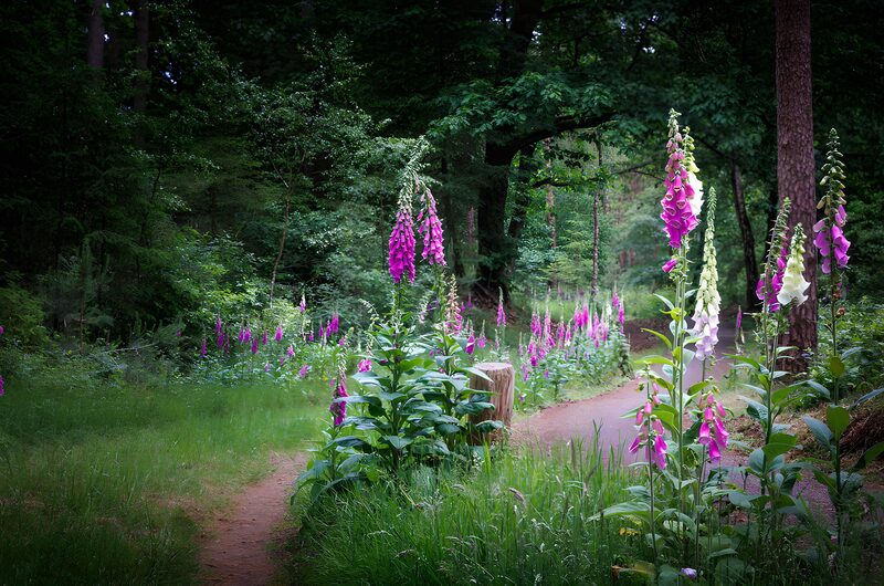 Waldweg mit prächtigen Fingerhüten