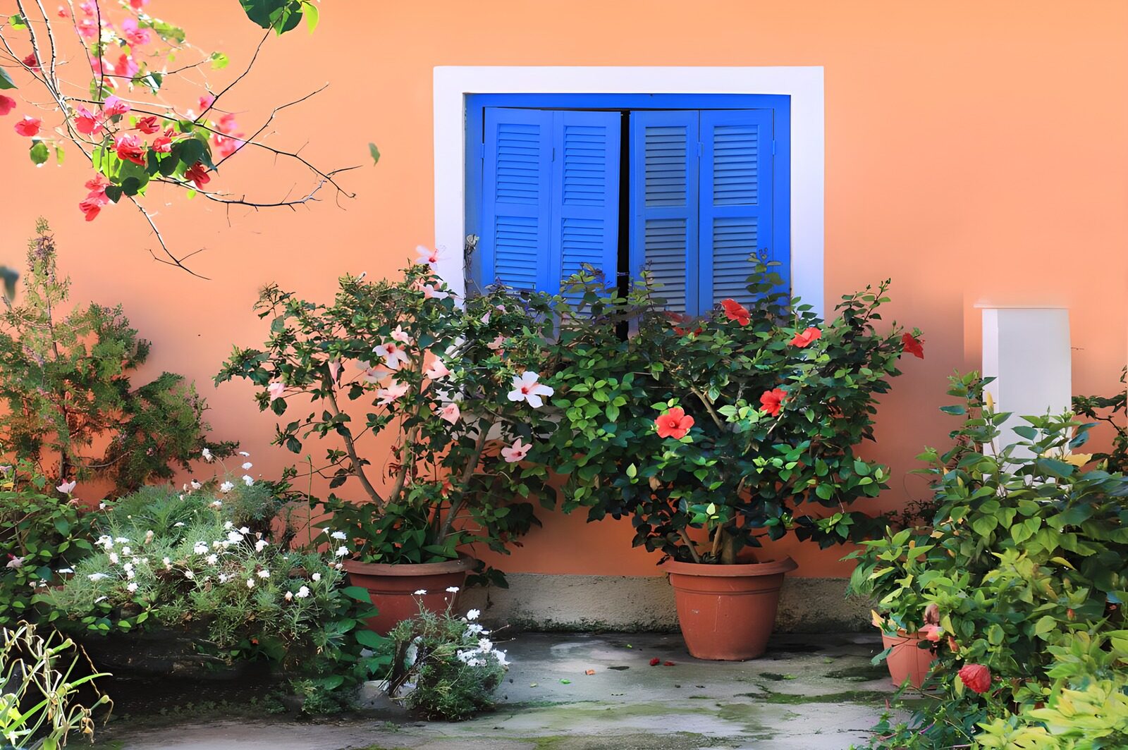 Bunte Pflanzen vor dem blauen Fenster