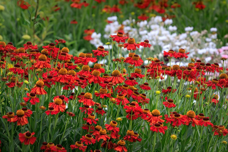 Roter Sonnenhut im Sommergarten