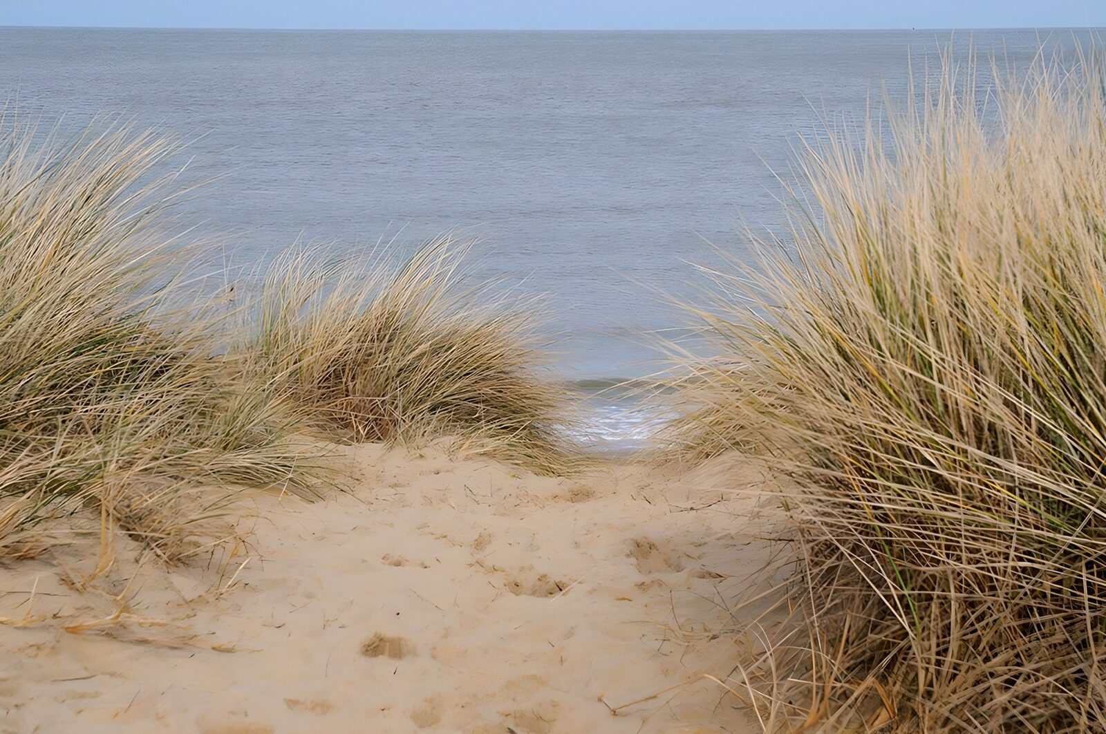 Küstenweg zwischen Strandgräsern