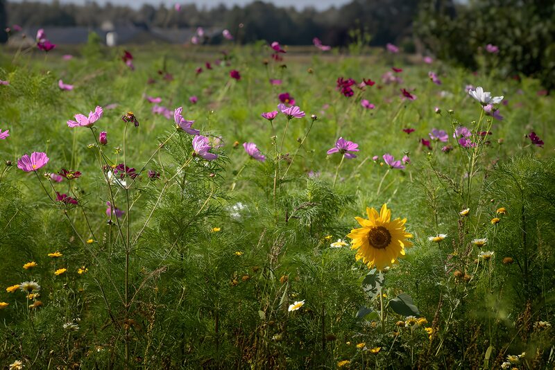 Bunte Blumenwiese mit Sonnenblume