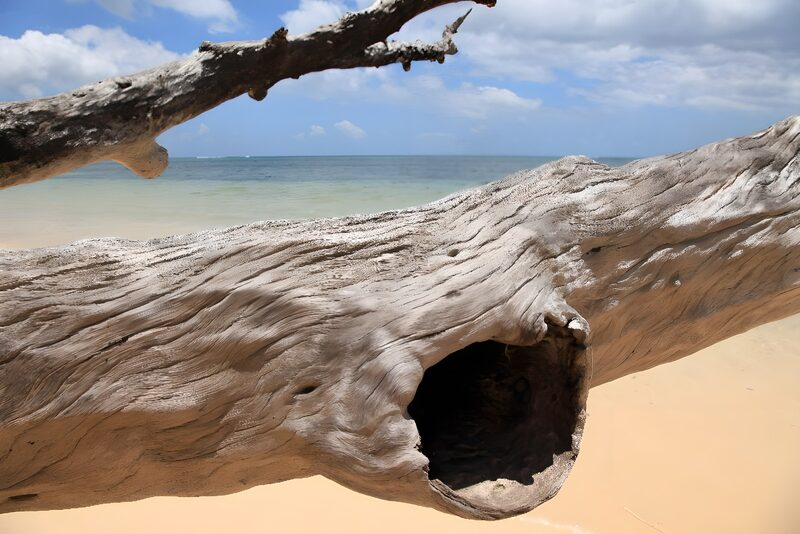 Verwittertes Holz am Strand