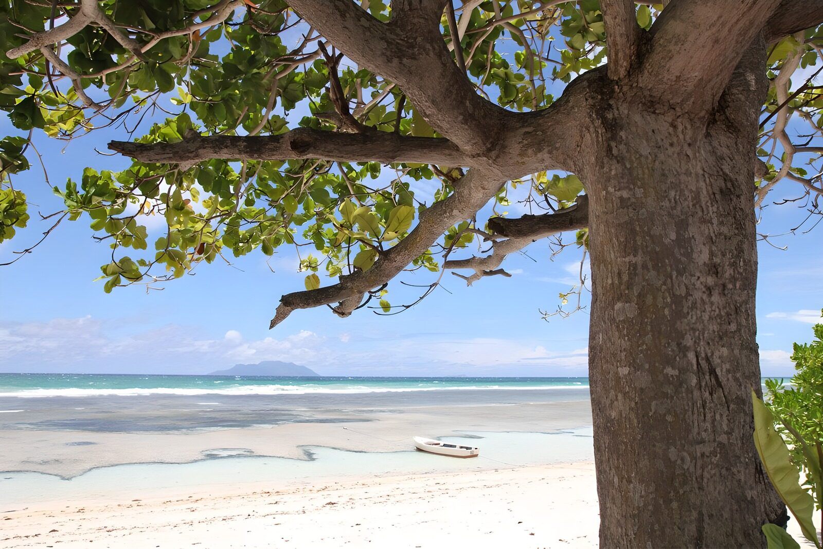 Ruhe am Strand unter einem Baum