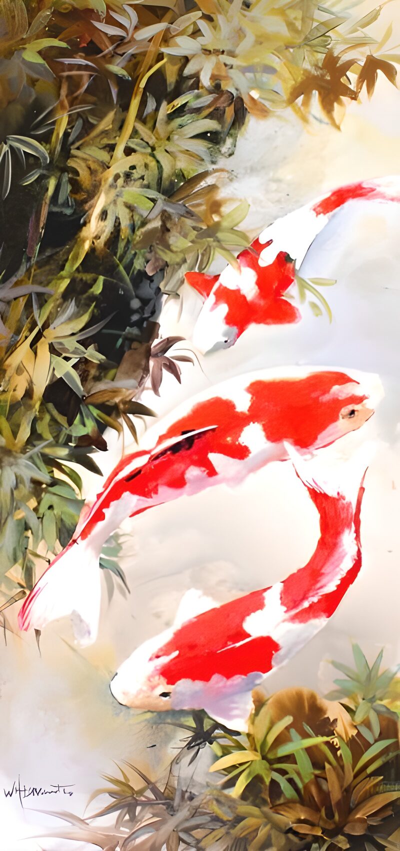 Koi-Fische im Wasser