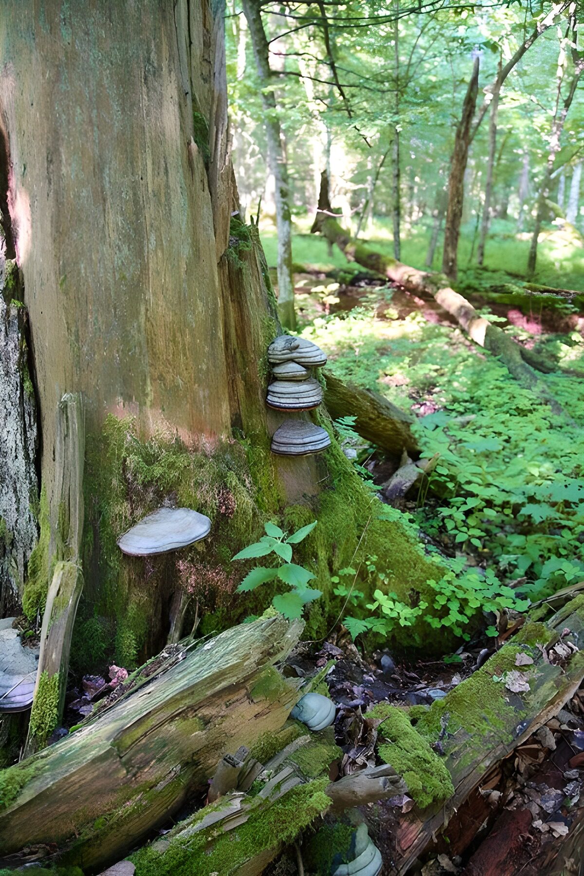 Pilze auf einem Baumstamm im Wald