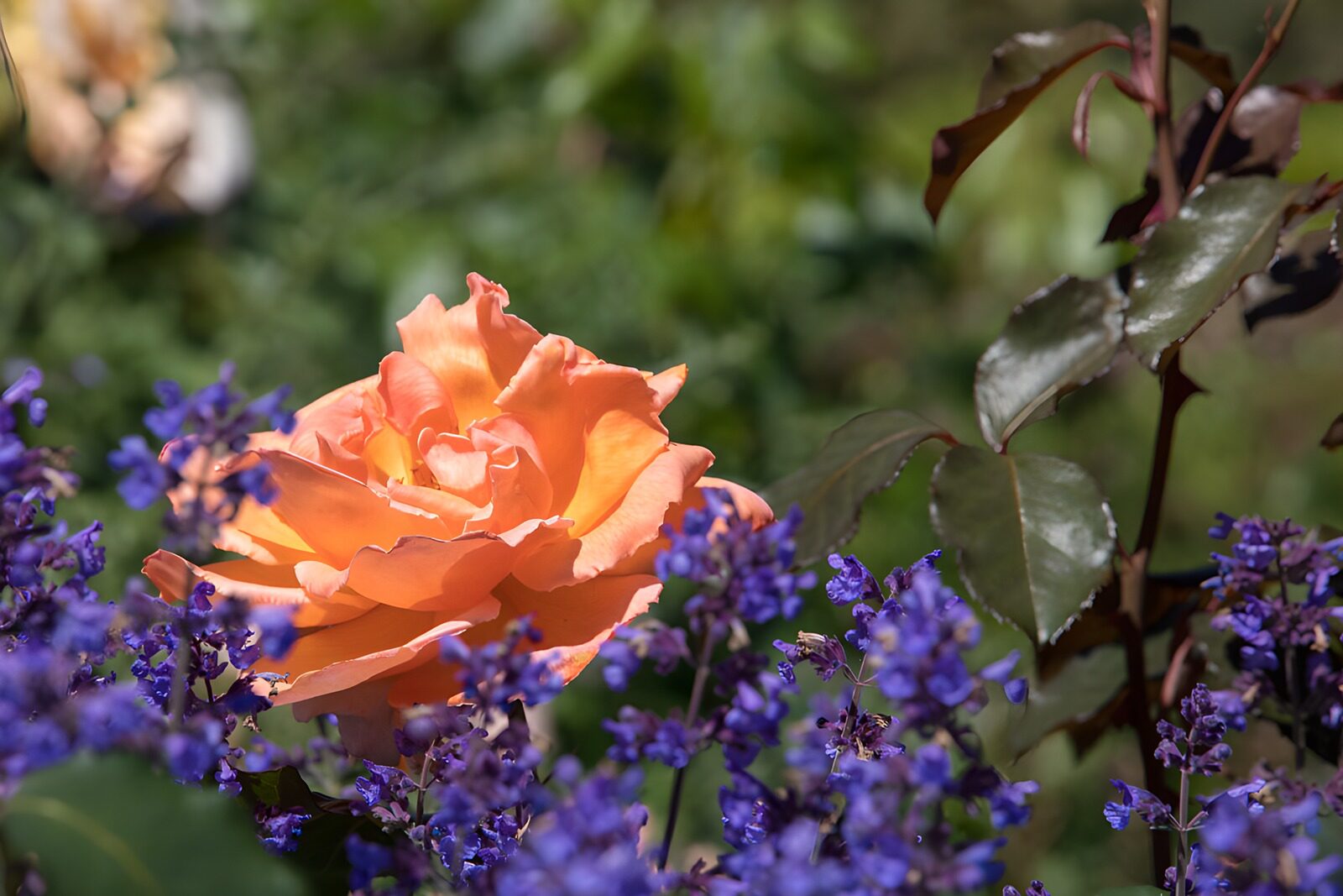 Blühende Rose umgeben von lila Blumen