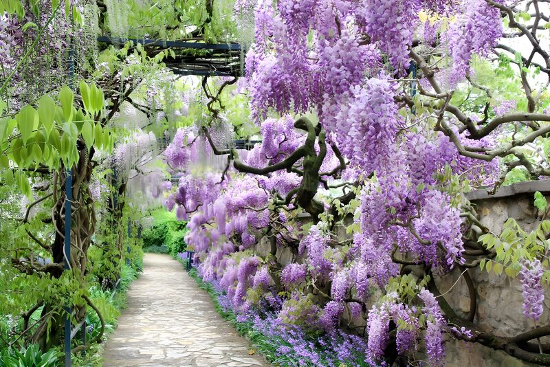 Wisteria-Pfad mit blühenden Pflanzen