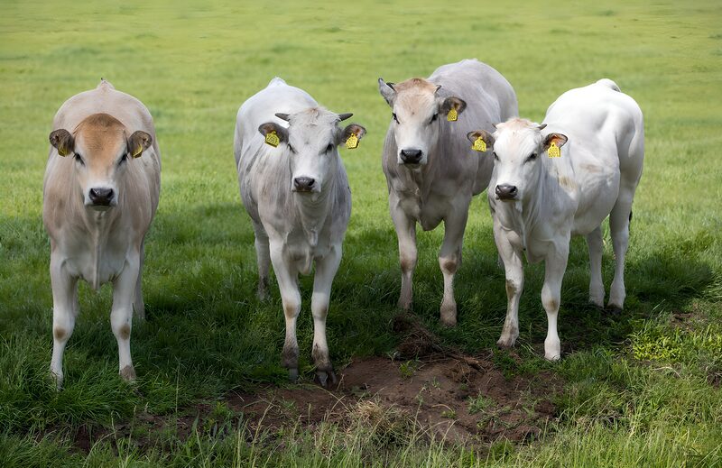 Vier Kälber auf grüner Wiese