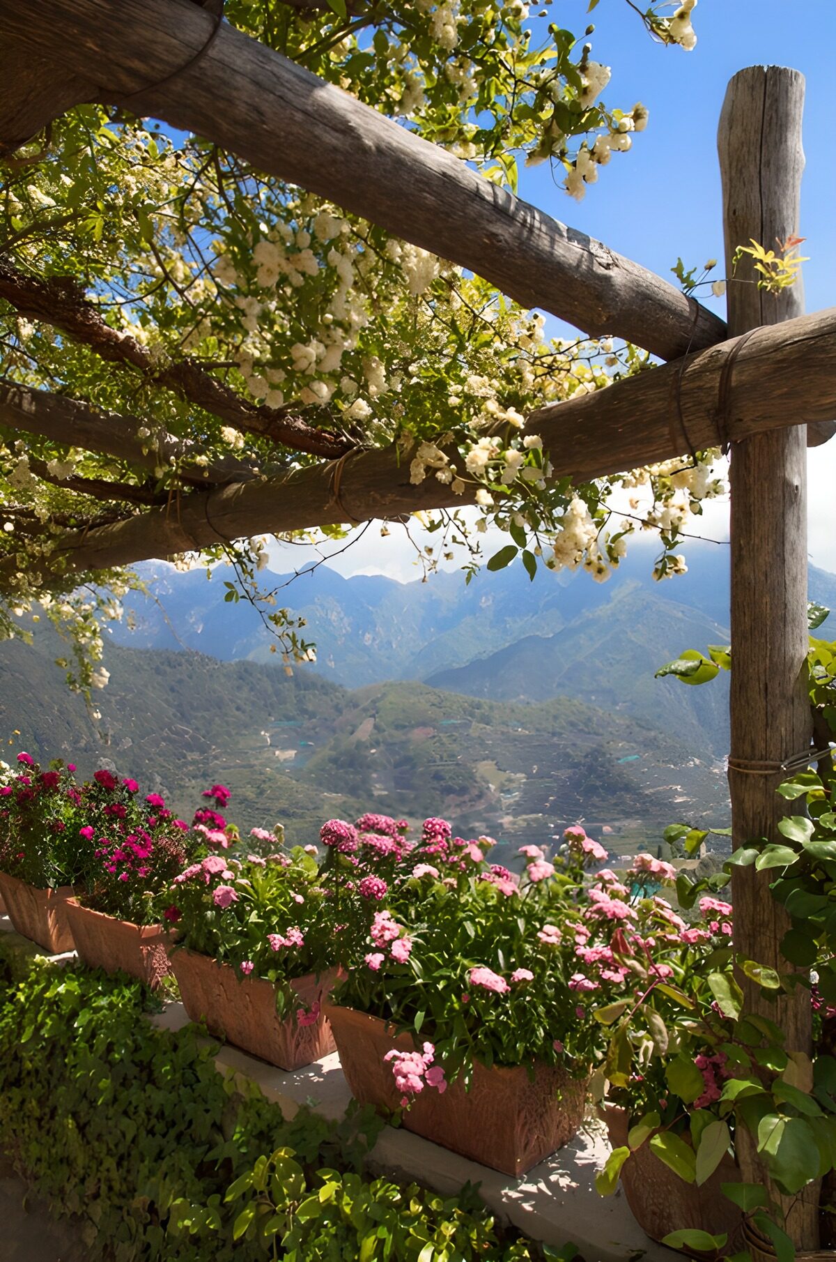 Blumenpracht über den Bergen