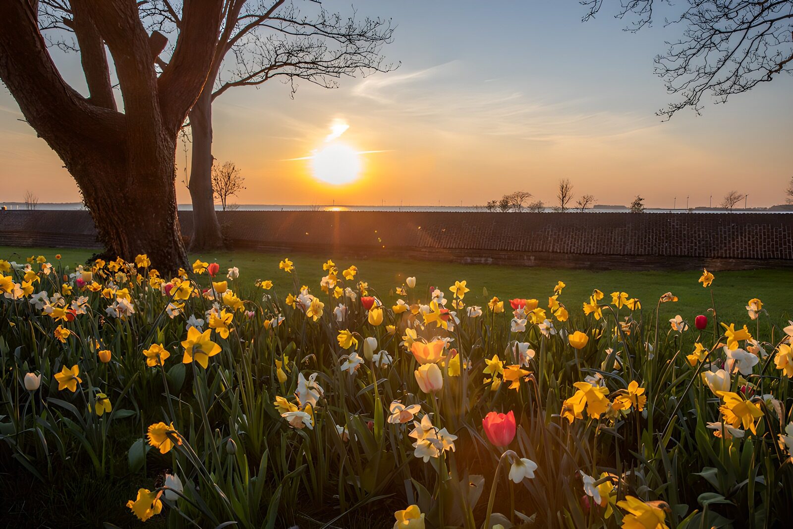 Sonnenuntergang über blühenden Blumen