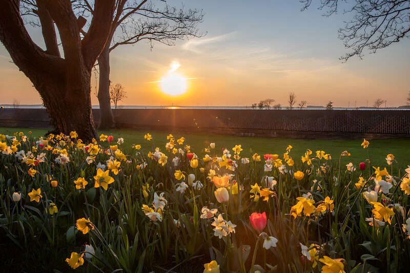 Sonnenuntergang über blühenden Blumen