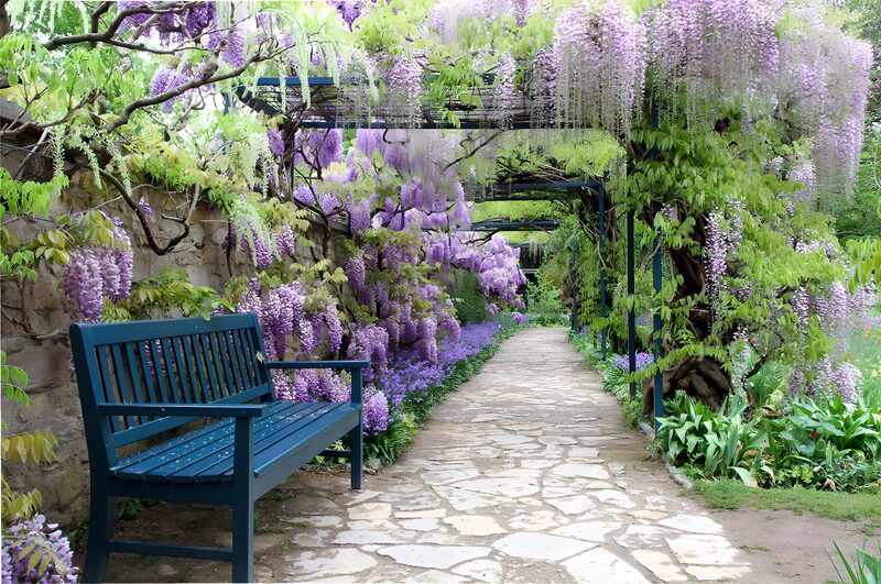 Blühender Weg durch den Wisteria-Garten