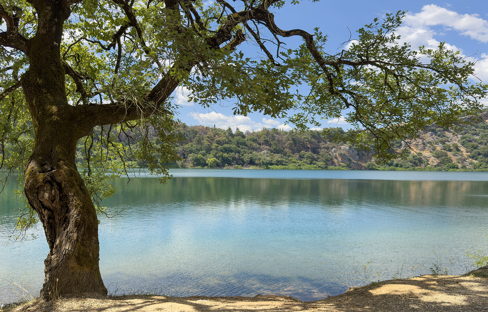 Baum am Seeufer