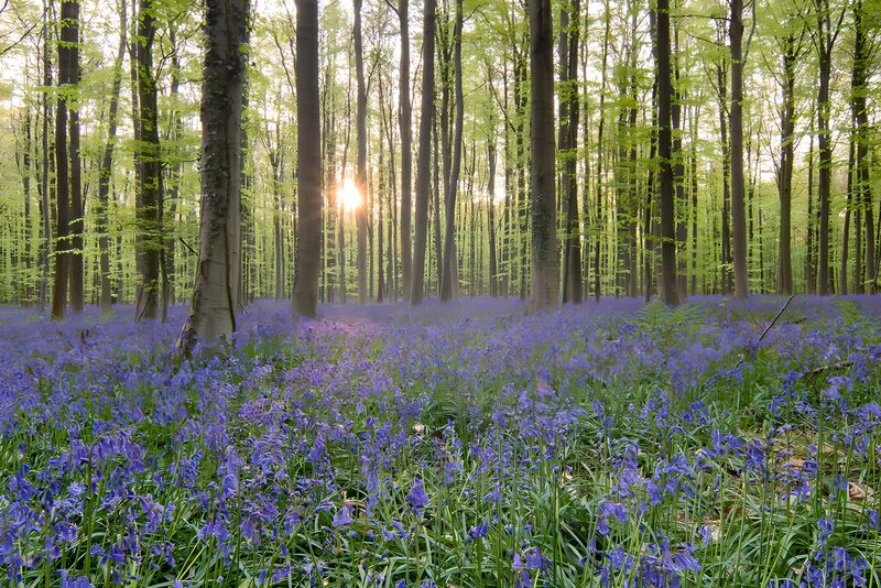 Sonnenuntergang im blühenden Wald