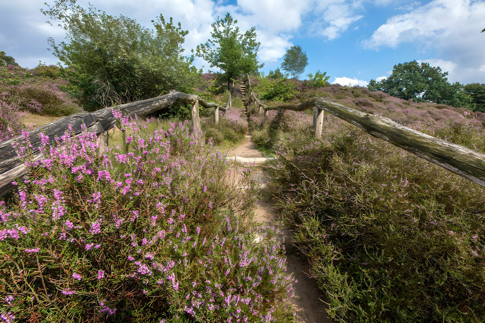 Blühende Heidelandschaft im Sommer