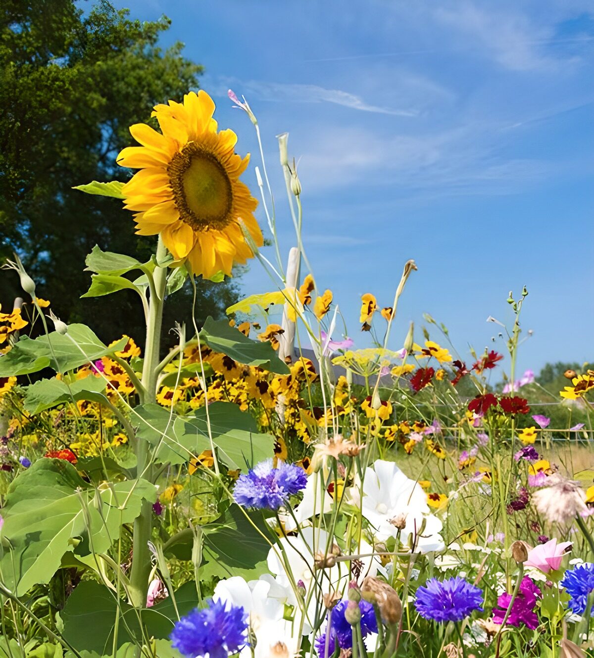 Farbenfrohe Blumenwiese im Sonnenschein