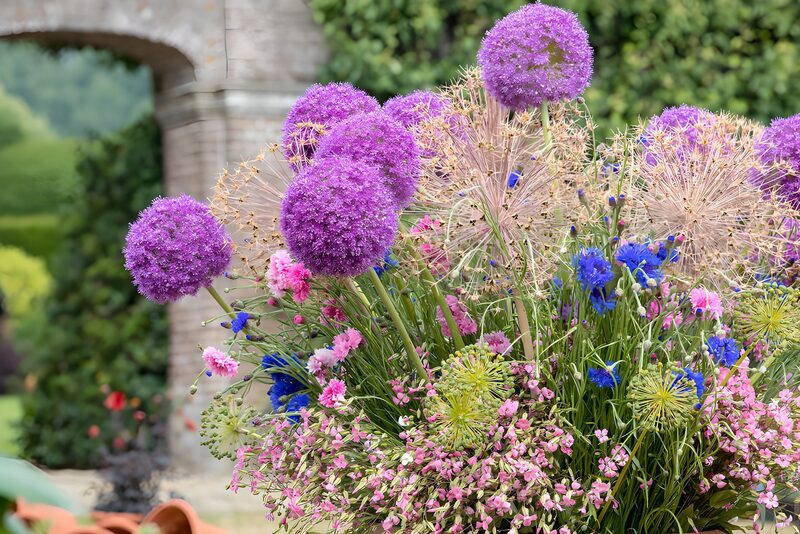 Farbenfrohe Blüten in voller Pracht