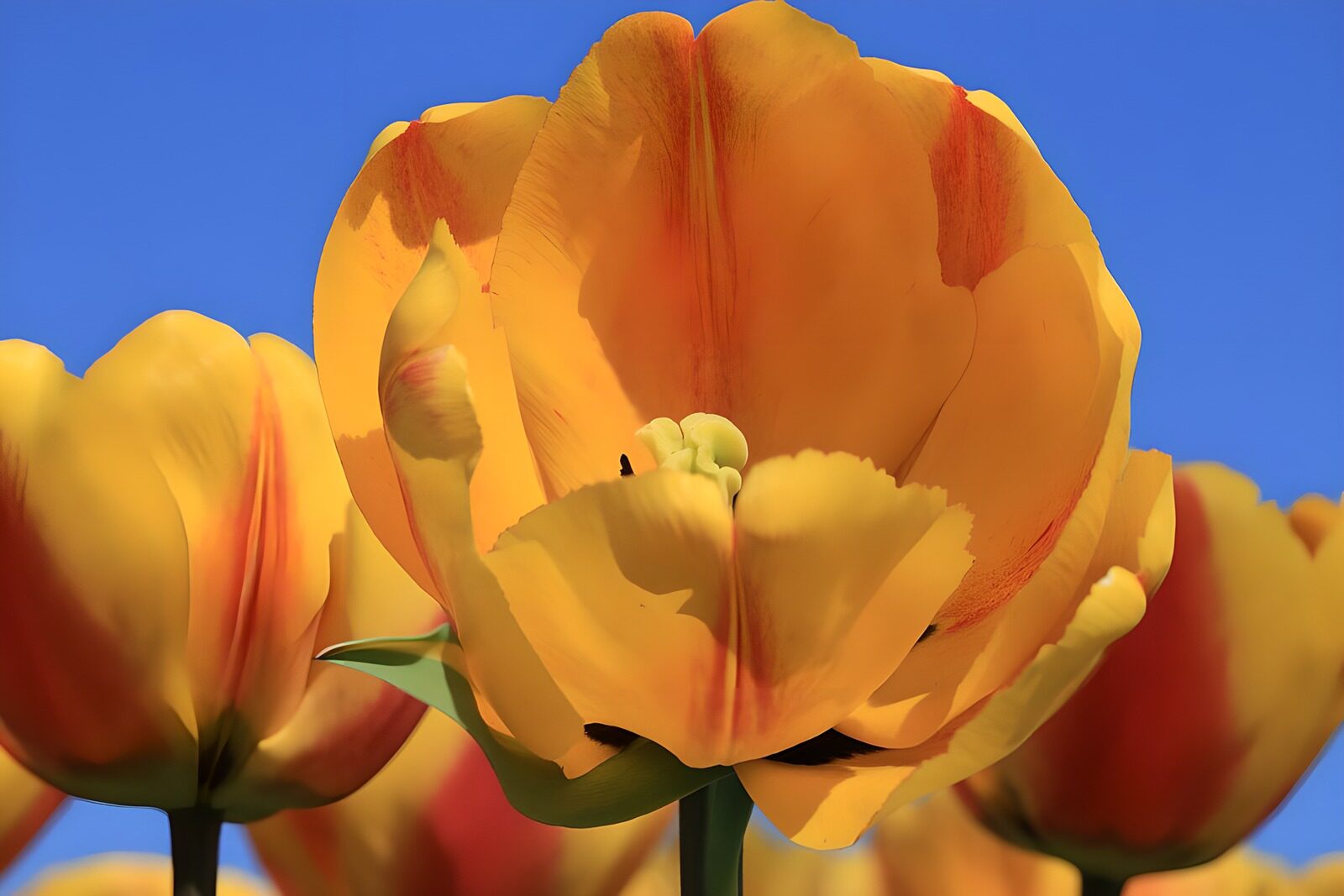 Strahlende gelbe Tulpen im Sonnenschein