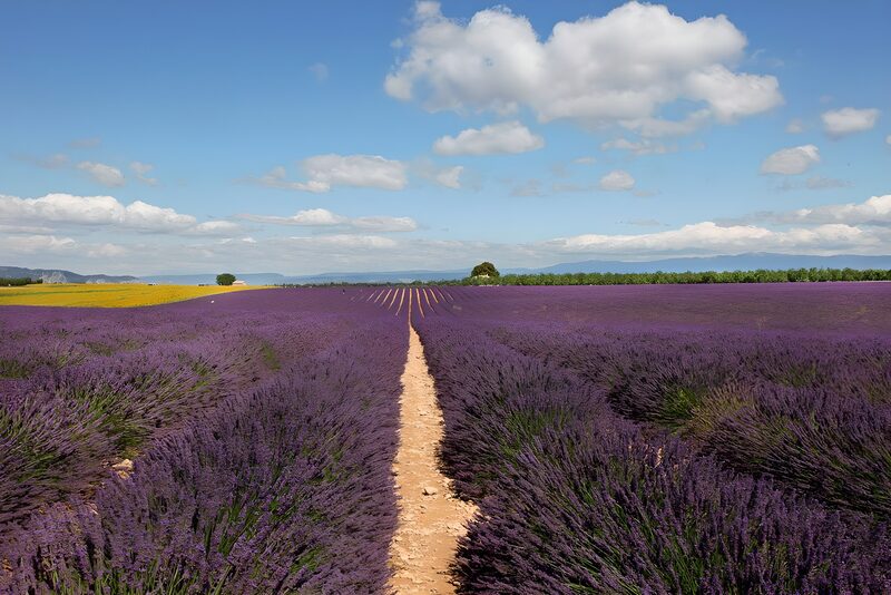 Lavendelfelder in voller Blüte