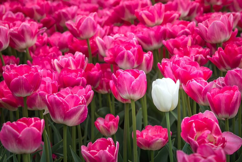 Tulpenfeld mit einer besonderen Blüte
