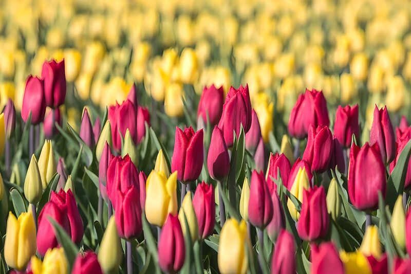 Bunte Tulpenfelder im Frühling