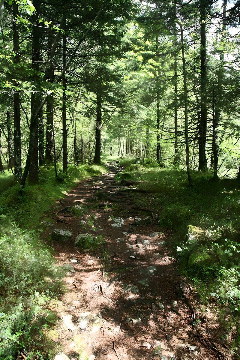 Mystischer Waldweg im Grünen