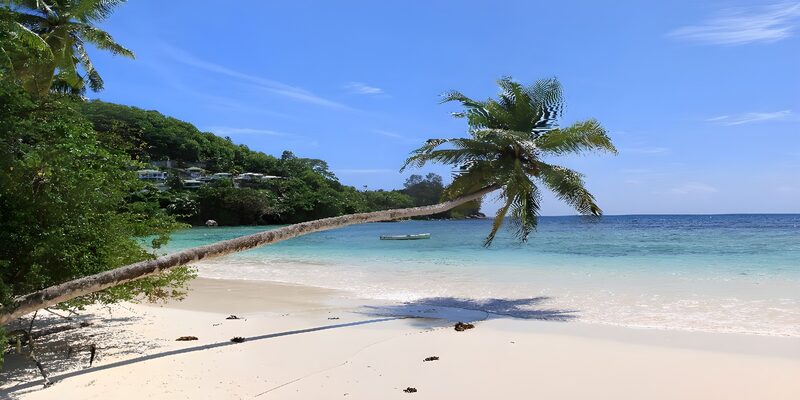 Traumstrand mit Palmen