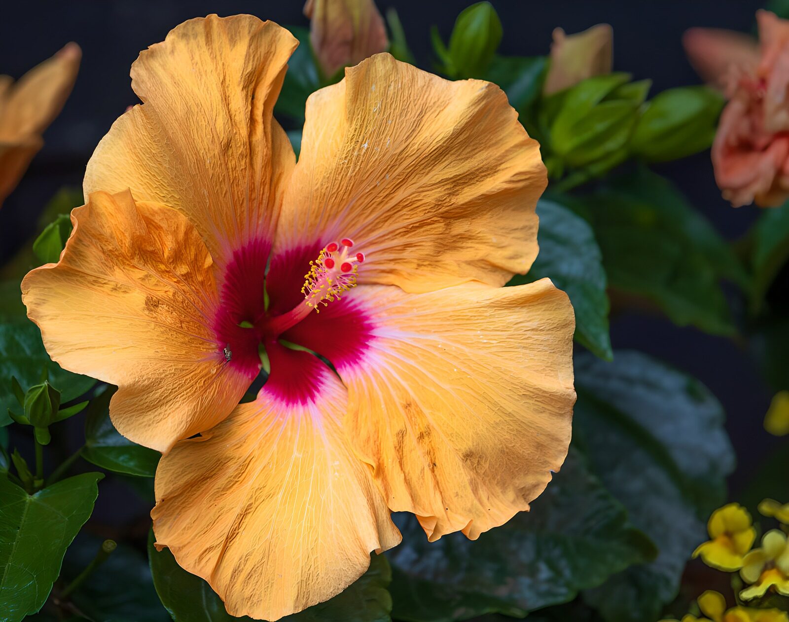 Oranger Hibiskus mit rotem Zentrum