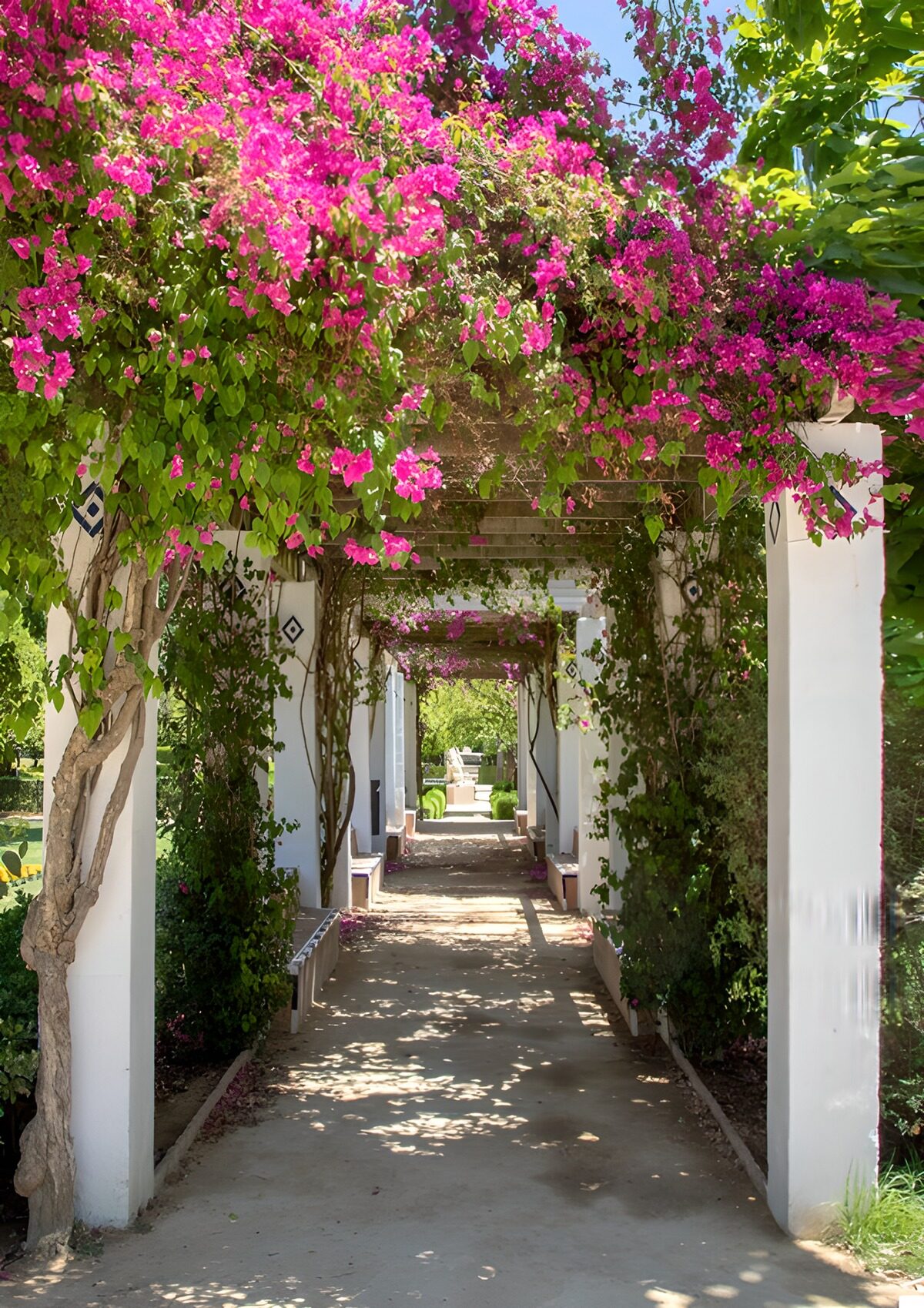 Blühender Pfad unter Bougainvillea