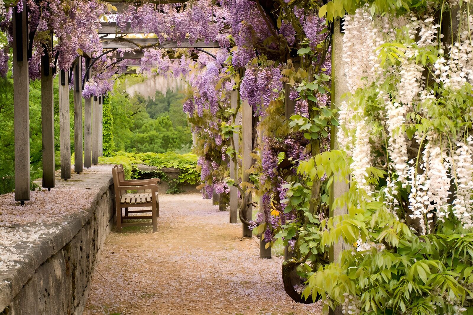 Blütenpracht im Wisteria-Park