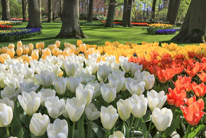 Farbenfrohe Tulpenblüten im Frühling