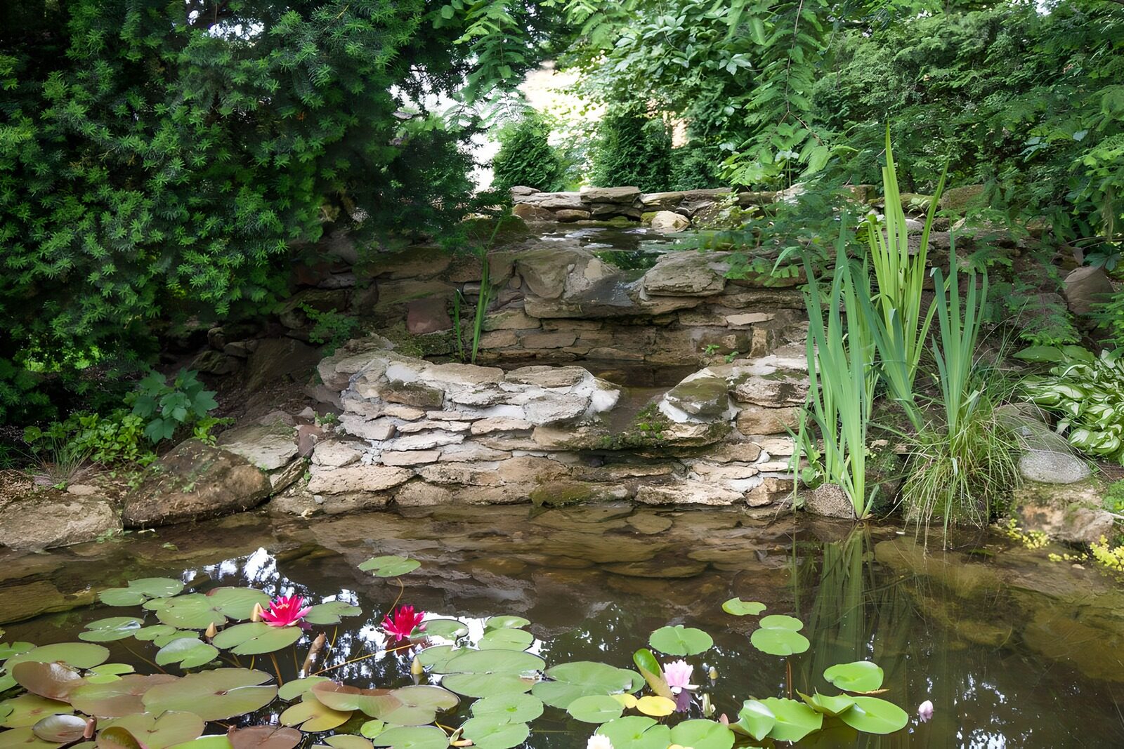 Ruhender Gartenteich mit Wasserlilien