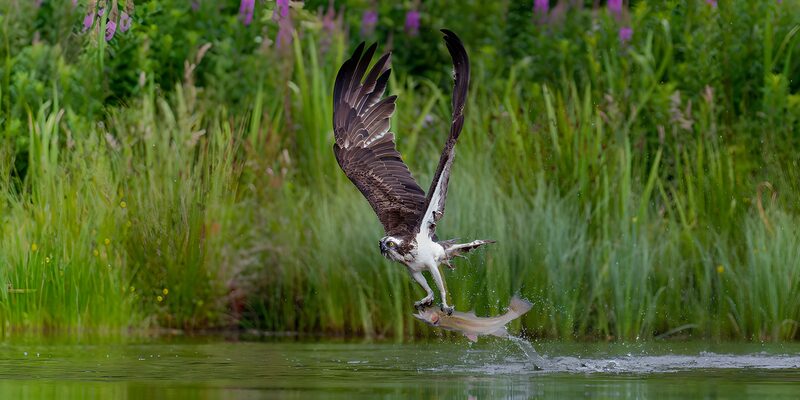 Fischreiher bei der Jagd