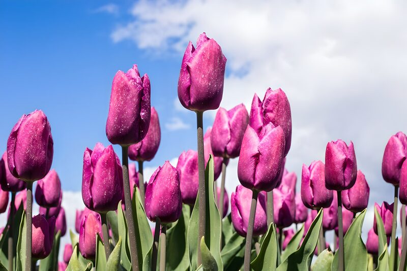 Lila Tulpen unter blauem Himmel
