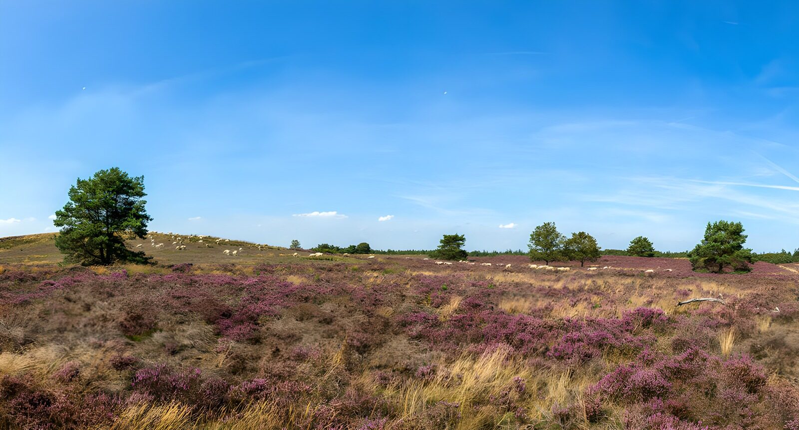 Heideblüte unter blauem Himmel