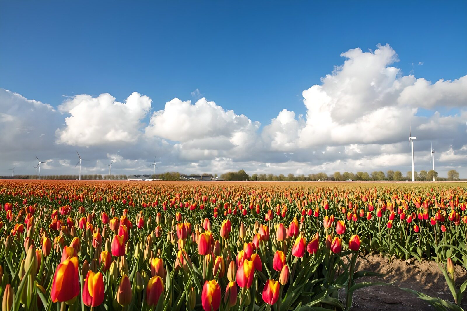 Blühende Tulpenfelder mit Windrädern