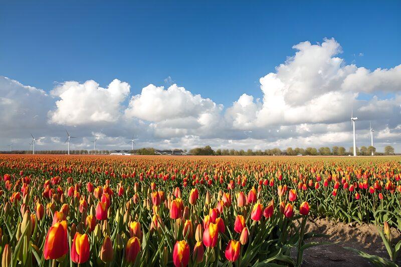 Blühende Tulpenfelder mit Windrädern