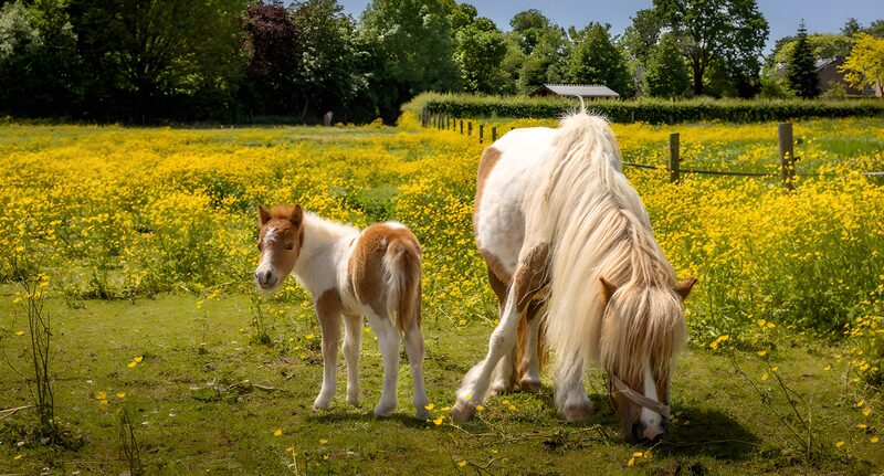 Pony mit Fohlen auf Blumenwiese