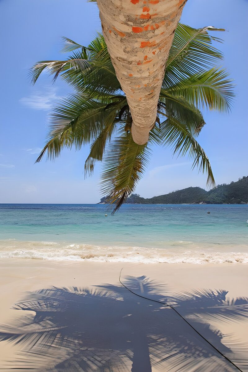 Tropischer Strand mit Palmenblick