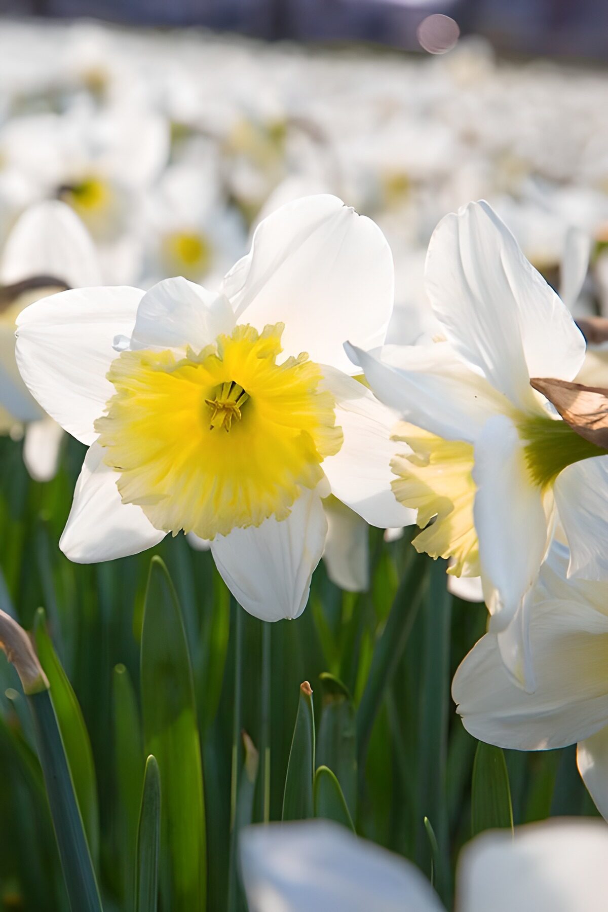 Blühende Narzissen im Frühlingsfeld