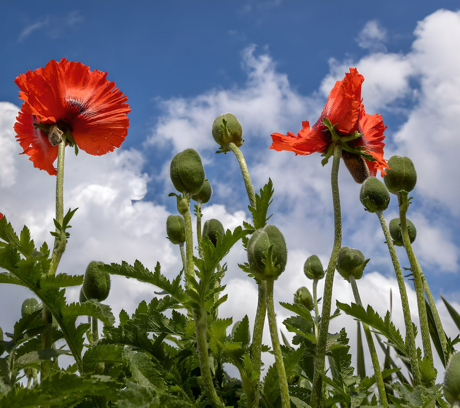 Mohnblüten unter blauem Himmel