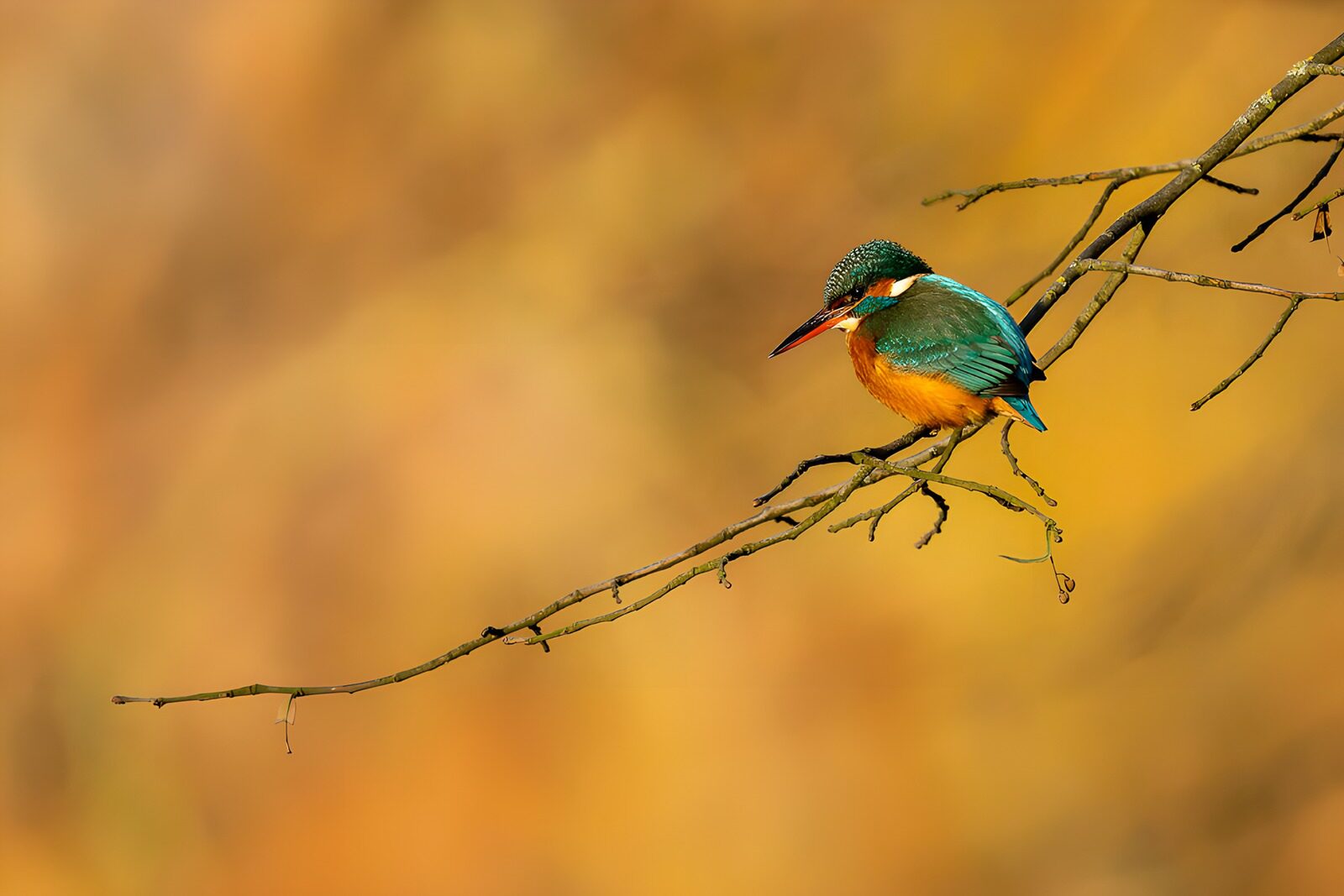 Der prächtige Eisvogel im Sonnenlicht